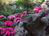 Flowers and Rocks in Traditional Chinese Garden  China