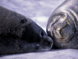 Weddell Fur Seal Cow and Pup  Antarctica