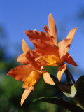 Cana Lily in Bloom  Caribbean
