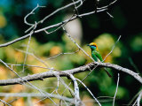 Green Bee-eater in Bandhavgarh National Park  India