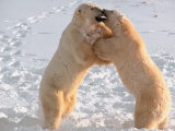 Polar Bear in Churchill  Manitoba  Canada