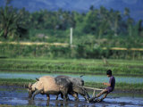 Ploughing Rice Fields  Bali  Indonesia