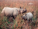 Indian Rhinoceros in Kaziranga National Park  India