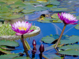 Water Lilies with Blooms  Caribbean
