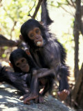 Infant Chimpanzee with Rock  Gombe National Park  Tanzania