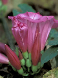 Pink Flower in Bloom  Gombe National Park  Tanzania