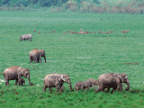 Asian Elephant in Kaziranga National Park  India