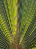 Palm Tree at Radisson Resort  Palm Beach  Aruba  Caribbean