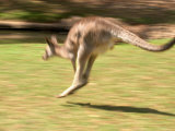 Grey Kangaroo  Australia