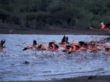 Flamingo Sanctuary  Curacao  Caribbean