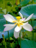 Lily Blossom  Barbados  Caribbean