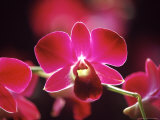 Orchid  Malaysia