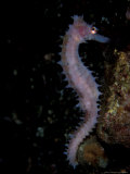 Thorny Seahorse  Indonesia