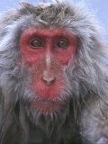 Snow Monkey  Japanese Macaque  Nagano  Japan