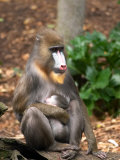 Mandrill Mother and Baby  Australia