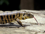 Golden Tegu Lizard  Asa Wright Wildlife Sanctuary  Trinidad  Caribbean