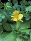 Yellow Flower in Bloom  Gombe National Park  Tanzania