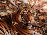 Bengal Tiger in Bandhavgarh National Park  India