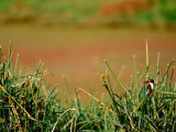 White-throat King Fisher in Bharatpur National Park  India
