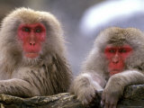 Snow Monkey Couple  Japanese Macaque  Nagano  Japan