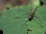 Dragonly on Green Leaf  Gombe National Park  Tanzania