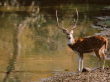 Chital at Water's Edge in Bandhavgarh National Park  India