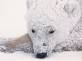 Polar Bear on Hudson Bay  Churchill  Manitoba