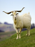 Goat  South Island  New Zealand
