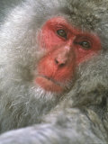 Snow Monkey  Nagano  Japan