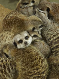 Meerkat Protecting Young  Australia