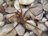 Spider on Rocky Beach  Gombe National Park  Tanzania