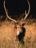 Chital in Bandhavgarh National Park  India