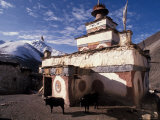 Stupa With Yaks at Dolpo  Nepal