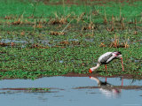 Painted Stork in Bandhavgarh National Park  India