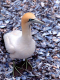 Cape Gannet on the Coast  South Africa