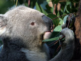 Koala  Australia
