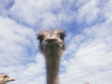 Portrait of an Ostrich  South Africa