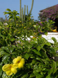 Yellow Flowers  Cacti and Home  Aruba  Caribbean