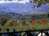 Autumn Colors of the Stellenbosch Winery  Cape Town  South Africa