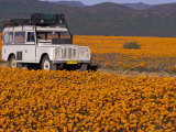 4X4 in Meadow of Daisies  South Africa