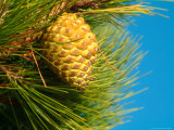 Pine Cone in Tree  New Zealand