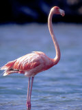 Pink Flamingo on Lake Goto Meer  Bonaire  Caribbean