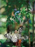 Butterfly Farm on St Martin  Caribbean