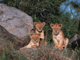 Den of Lion Cubs  Serengeti  Tanzania