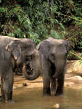 Asian Elephants in Khao Yi National Park  Thailand