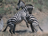 Fighting Burchell's Zebra  Serengeti  Tanzania