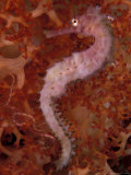Thorny Seahorse on Soft Coral  Indonesia