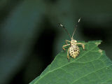 Insect on Green Leaf  Gombe National Park  Tanzania