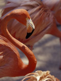 Adastra Gardens  Pink Flamingo  Nassau  Bahamas  Caribbean