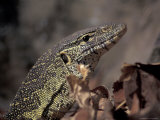Nile Monitor Lizard  Gombe National Park  Tanzania